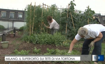 Superortopiù_Harpo verdepensile