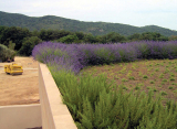 Estensivo aromatiche - Verdepensile - Harpo Group