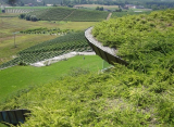Coperture o aree a verde di bassa manutenzione
