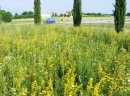 biodiversità