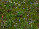 biodiversità