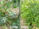 harpo_verdepensile_ortoxmille_substrato_ammendante